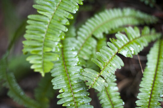 Sword Fern Fronds