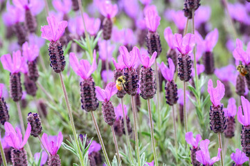 Bee pollinating purple lavender flowers growing in a spring garden
