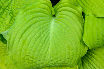 Closeup of ruffled green leaves of a hosta plant in a spring shaded garden
