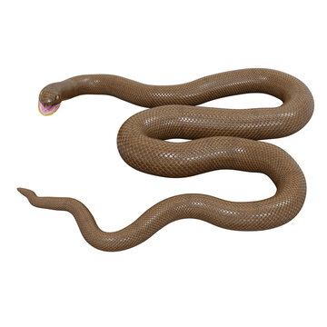 3D Illustration Of Rubber Boa.