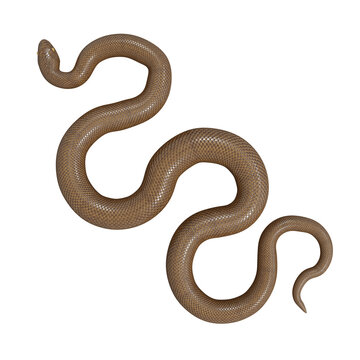 3D Illustration Of Rubber Boa.