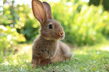 Cute fluffy rabbit on green grass outdoors