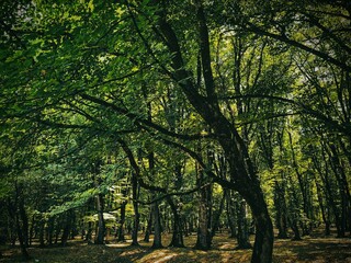 Fototapeta premium autumn in the park