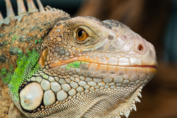lizard, animal, green lizard with blur background