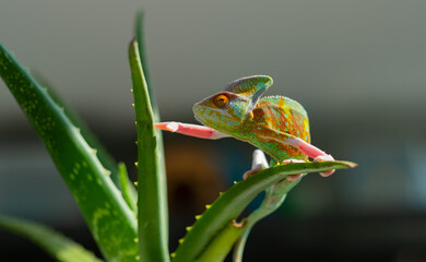 chameleon with blur background, predator