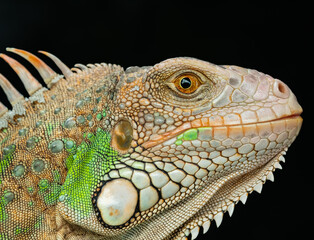 Fototapeta premium lizard, animal, green lizard with blur background