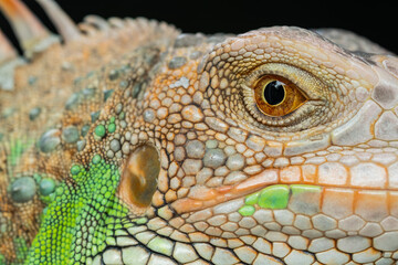 Obraz premium lizard, animal, green lizard with blur background