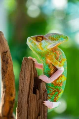 Keuken spatwand met foto chameleon with blur background, predator © waranyu