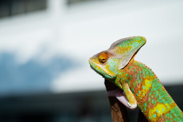 lizard, chameleon with blur background