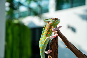 lizard, chameleon with blur background