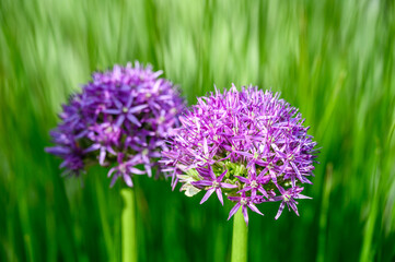 Purple flower of an allium flower, ornamental onion, blooming in a spring garden against a green foliage background
