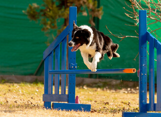 Agility
