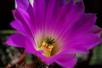 Flor de cactus
