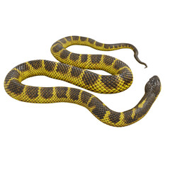 3D illustration of Tiger snake.