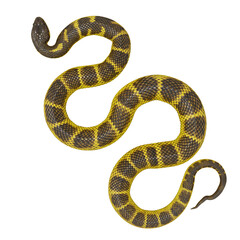 3D illustration of Tiger snake.