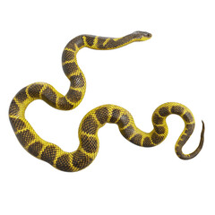 3D illustration of Tiger snake.