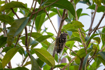 細い枝につかまって鳴くセミ