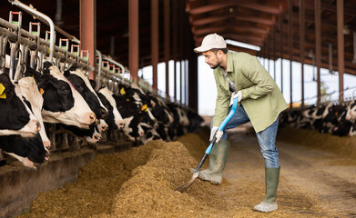 Man farmer with shovel working and taking care cows