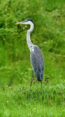 Cocoi heron (Ardea cocoi) wading in the La Segua Wetlands near Chone, Ecuador