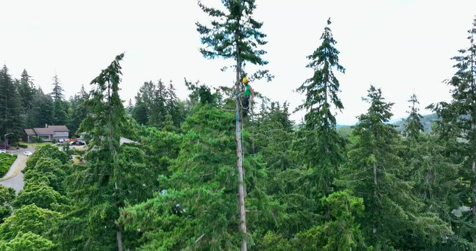 High Climber in Tall Tree is Arborist Limbing Deadwood Branches Aerial Shot From Bottom to Top