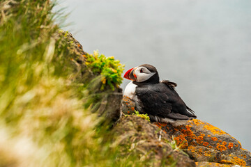 Puffin in Latrabjarg, Iceland