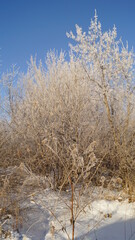 Winter trees covered in snow