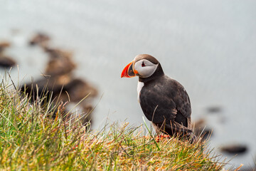 Puffin in Latrabjarg, Iceland