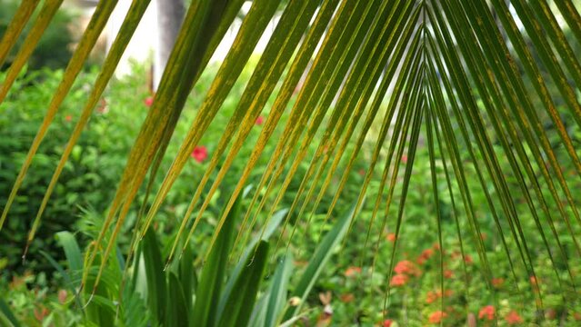 Tropical plants growing in caribbean garden, closeup