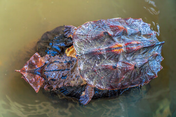 Mata mata