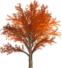 autumn tree isolated