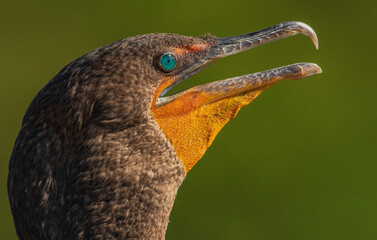 close up of a bird