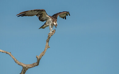 osprey in flight