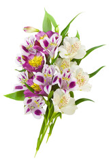 Colorful bouquet of lilies on a white background