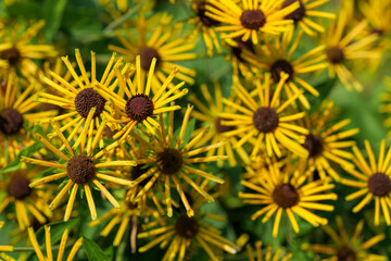 A view of a garden full of black-eyed susan flowers, rudbeckia, High quality photo