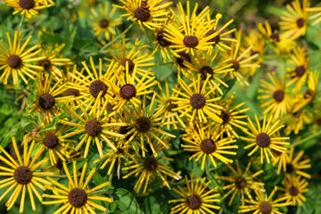 A view of a garden full of black-eyed susan flowers, rudbeckia, High quality photo