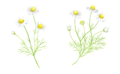 Watercolor illustration of chamomile with transparent background