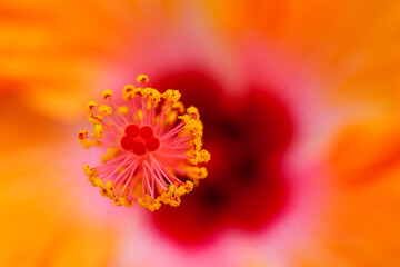 Close up of Beautiful and colorful hibiscus flowers in full bloom taken in bright sunshine, Macro. High quality photo