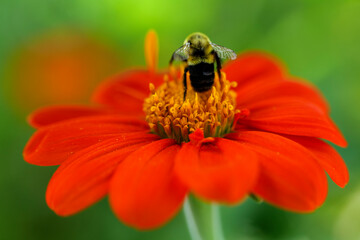 Close up. Bumblebee is collecting nectar from a Fiesta del Sol Mexican Sunflower. High quality photo