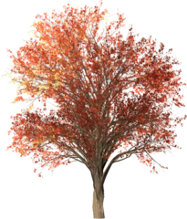 Gardinen autumn tree isolated © victoriap_107