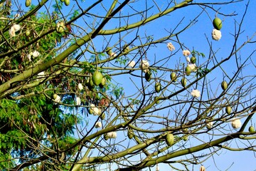 Fruit and seeds of Ceiba speciosa tree, tropical tree