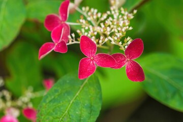 Naklejka premium ひっそりと咲く鮮やかな赤紫のアジサイの花