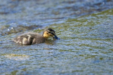 熱心に餌を取るカルガモの雛