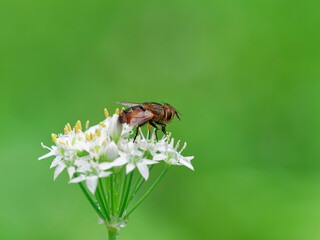韮の花蜜を吸うハエ