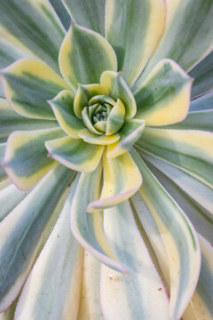 Succulent plant detail