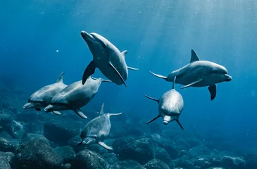 Zelfklevend Fotobehang Indian ocean bottlenose dolphin © divedog