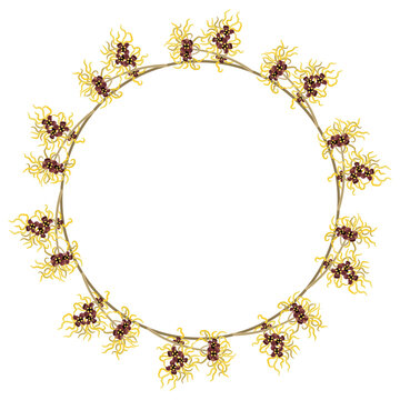 Round Floral Frame With Blooming Branches Of Witch Hazel Plant Or Hamamelis. Isolated Vector Illustration.