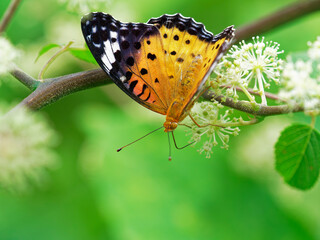 Obraz premium ツマグロヒョウモンの雌