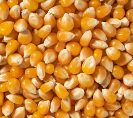 Dried corn kernels throughout the screen.