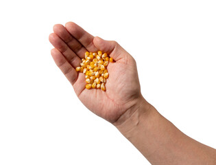 Fototapeta premium Male hand on white background, dried corn kernels in hand.