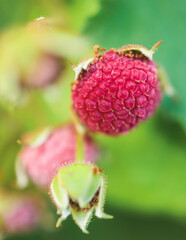 Process of harvesting raspberry and picking berries and wild raspberries in the forest of northern Sweden, Lapland, Norrbotten, near Norway border, hand full of wild raspberries